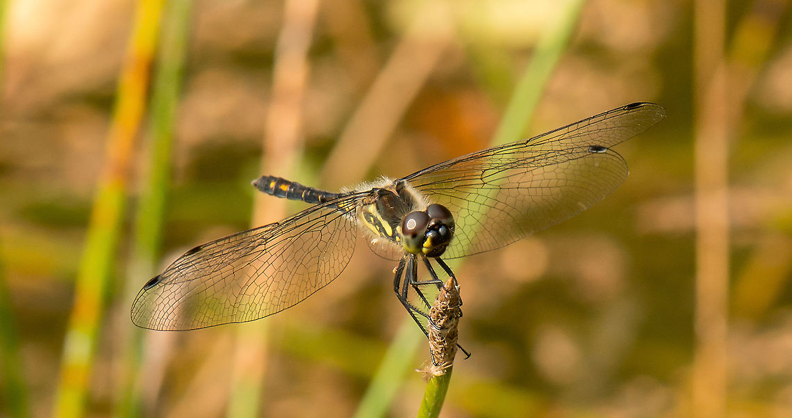 Black Darter on hunting position (Sympetrum danae) This is the first Black Darter for me, apparently they usually appear in other areas of the country. Young ones can be recognized by the 3 yellow spots amidst the black band on its chest part. Older ones carry more black, or are entirely black. <br />
<br />
Technically, this isn't much of a macro shot. It was in the midst of a small pool, so it's taken from quite a distance. Then I heavily cropped it to this level. That's what 36MP can do. Black Darter,Europe,Geotagged,Heesch,Macro,Netherlands,Sympetrum danae,The Netherlands