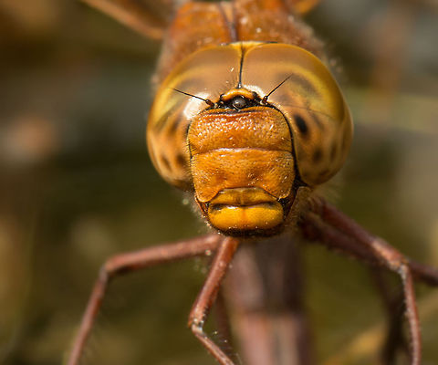 Brown Hawker laying more Brown Hawkers An extreme closeup of a female Brown Hawker laying eggs in a small pool of fresh water. Total scene:
http://www.jungledragon.com/image/22242/brown_hawker_aeshna_grandis_laying_eggs.html Aeshna grandis,Brown Hawker,Europe,Geotagged,Heesch,Macro,Netherlands,The Netherlands