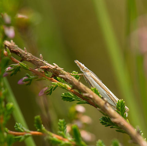 Crambus lathoniellus posing on small twig of common Heather To the normal eye, this has to be one of our countries' most boring species. It's a tiny white moth that is abundant. With a macro view on the species though, I think it's a rather strange and interesting creature. They usually detect me from metres away, it's a rarity for them to sit still and pose like this. Crambus lathoniellus,Europe,Geotagged,Heesch,Macro,Netherlands,The Netherlands