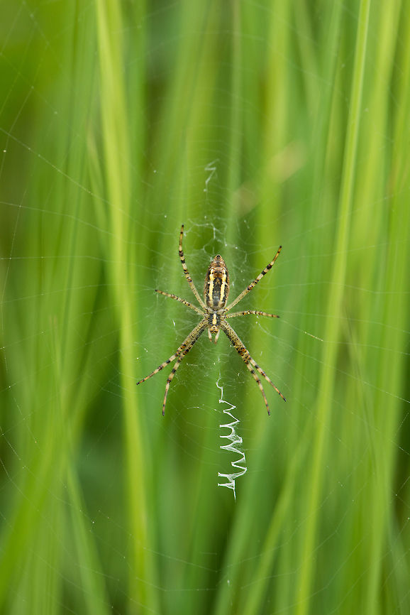 Wasp spider with stabilimentum in Netherlands It took me a while to identify this as a wasp spider, for the simple reason that almost all reference photos show the top side of the spider, whilst this photo shows the bottom of the spider. Silly me. <br />
<br />
I've been wondering before what the zig-zag pattern is in the web, so I did some research. It's called a "stabilimentum":<br />
<br />
<a href="http://en.wikipedia.org/wiki/Web_decoration" rel="nofollow">http://en.wikipedia.org/wiki/Web_decoration</a><br />
<br />
The reason for it is disputed, it may be for camouflage or to warn birds, nobody knows for sure. What blows my mind from that article is that this behavior has evolved as much as 9 times independently. So it seems that evolution repeatedly evolves to include this particular behavior as an answer to some need, yet we do not know the need.  Argiope bruennichi,Europe,Geotagged,Heesch,Macro,Netherlands,The Netherlands,Wasp spider