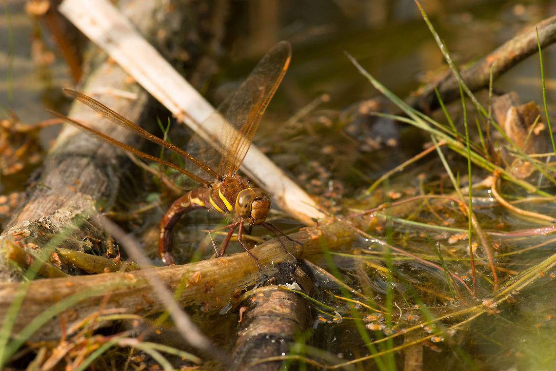 Brown Hawker (Aeshna grandis) laying eggs I spotted this very large Hawker at the edge of a small fresh water pool that I frequently visit. It was occupied in a trance mode, totally ignoring me. If that happens during the heat of day, it means its eating, mating or laying eggs. In this case I suspected it was laying eggs. Dutch Wikipedia confirmed it:<br />
<br />
<a href="http://nl.wikipedia.org/wiki/Bruine_glazenmaker#mediaviewer/File:Aeshna_grandis_ovipositing.jpg" rel="nofollow">http://nl.wikipedia.org/wiki/Bruine_glazenmaker#mediaviewer/File:Aeshna_grandis_ovipositing.jpg</a><br />
<br />
Closeup of face:<br />
<figure class="photo"><a href="https://www.jungledragon.com/image/22239/brown_hawker_laying_more_brown_hawkers.html" title="Brown Hawker laying more Brown Hawkers"><img src="https://s3.amazonaws.com/media.jungledragon.com/images/2/22239_thumb.jpg?AWSAccessKeyId=05GMT0V3GWVNE7GGM1R2&Expires=1759968010&Signature=Ec9ir1OxdhzIKYIMmVyK0icWx6U%3D" width="200" height="168" alt="Brown Hawker laying more Brown Hawkers An extreme closeup of a female Brown Hawker laying eggs in a small pool of fresh water. Total scene:<br />
http://www.jungledragon.com/image/22242/brown_hawker_aeshna_grandis_laying_eggs.html Aeshna grandis,Brown Hawker,Europe,Geotagged,Heesch,Macro,Netherlands,The Netherlands" /></a></figure> Aeshna grandis,Brown Hawker,Europe,Geotagged,Heesch,Macro,Netherlands,The Netherlands