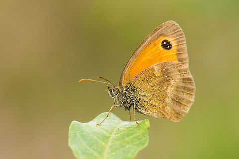 Gatekeeper butterfly side view Captured in Heesch, the Netherlands. This one sat still for a considerable time, allowing me many tries. Europe,Gatekeeper,Geotagged,Heesch,Macro,Netherlands,Pyronia tithonus,The Netherlands