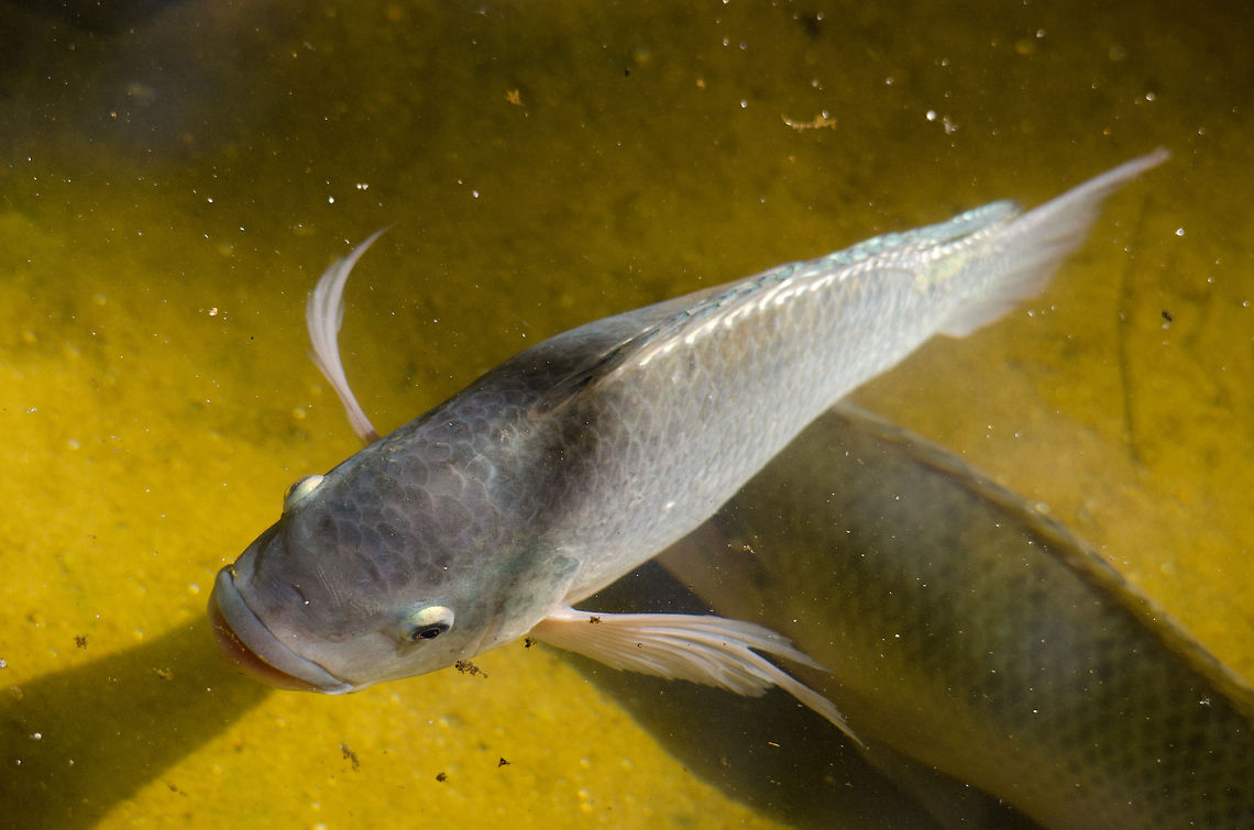 Blue Tilapia Unidentified fish in a pond right in front of Parque Das Aves, an aviary in Brazil. Brazil,FishMicropterus salmoides,Oreochromis aureus,Parque Das Aves