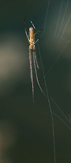 Tetragnatha montana