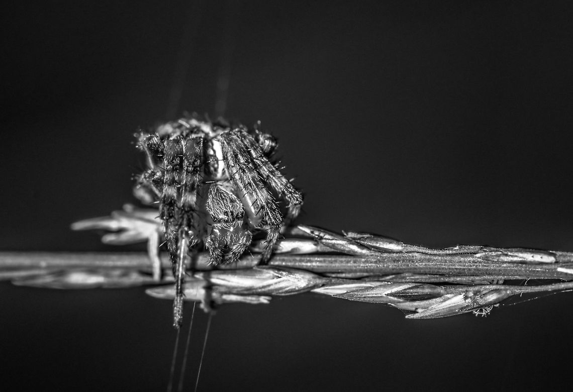 European Garden Spider closeup (B&W)  Araneus diadematus,Europe,European garden spider,Geotagged,Heesch,Macro,Netherlands,The Netherlands