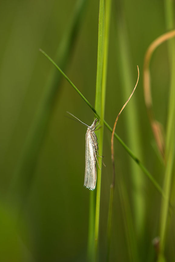 Grass moth resting on grass I&#039;m tempted to identify this as &quot;Crambus lathoniellus&quot;, since it occurs so abundantly in this area, yet it does look different from it. More silver, and without the bands. For now I&#039;ll leave this one open. Crambus perlella,Europe,Geotagged,Heesch,Macro,Netherlands,The Netherlands