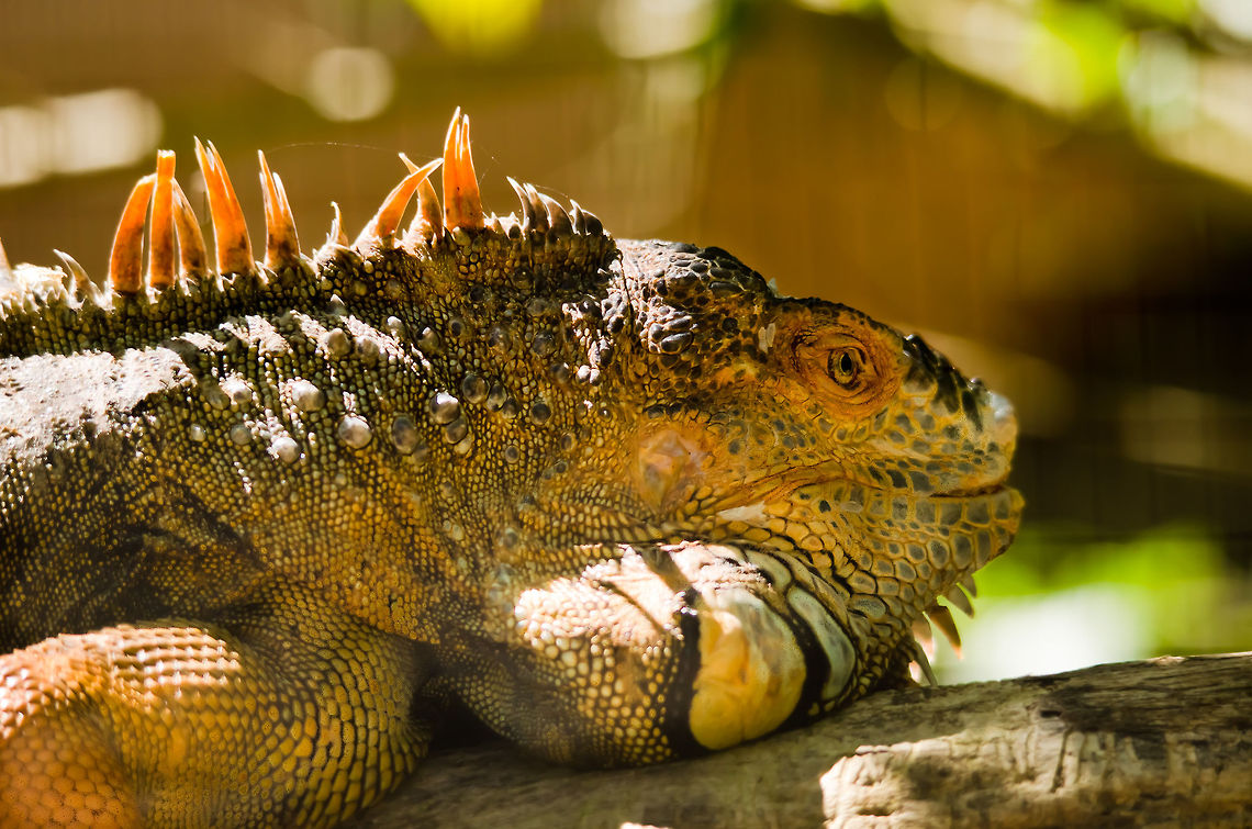 Green Iguana (Iguana iguana) Green Iguanas turn orange when excited, which can mean it longs for a female or that it is pissed of for being a photo subject all day. Brazil,Green Iguana,Iguana,Iguana iguana,Parque Das Aves,Reptiles