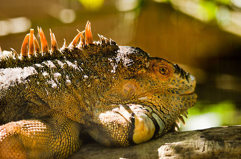 Green Iguana (Iguana iguana) Green Iguanas turn orange when excited, which can mean it longs for a female or that it is pissed of for being a photo subject all day. Brazil,Green Iguana,Iguana,Iguana iguana,Parque Das Aves,Reptiles