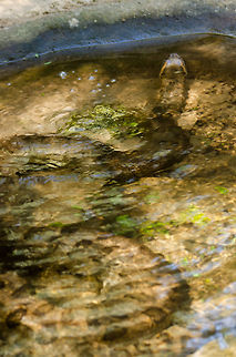 Common Anaconda (Eunectes murinus) I wish I could have made a better shot, but this is an Anaconda in a Brazilian aviary. Anaconda,Brazil,Common anaconda,Eunectes murinus,Green Anaconda,Green anaconda,Parque Das Aves,Snakes