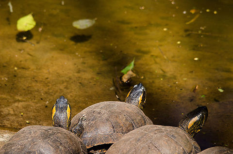 Turtle audience in Parque Das Aves A line of turtles sunbathing and snack searching the pond at Parque Das Aves, Brazil. Brazil,Parque Das Aves,Reptiles,Trachemys scripta scripta,Turtle,Yellow-bellied Slider