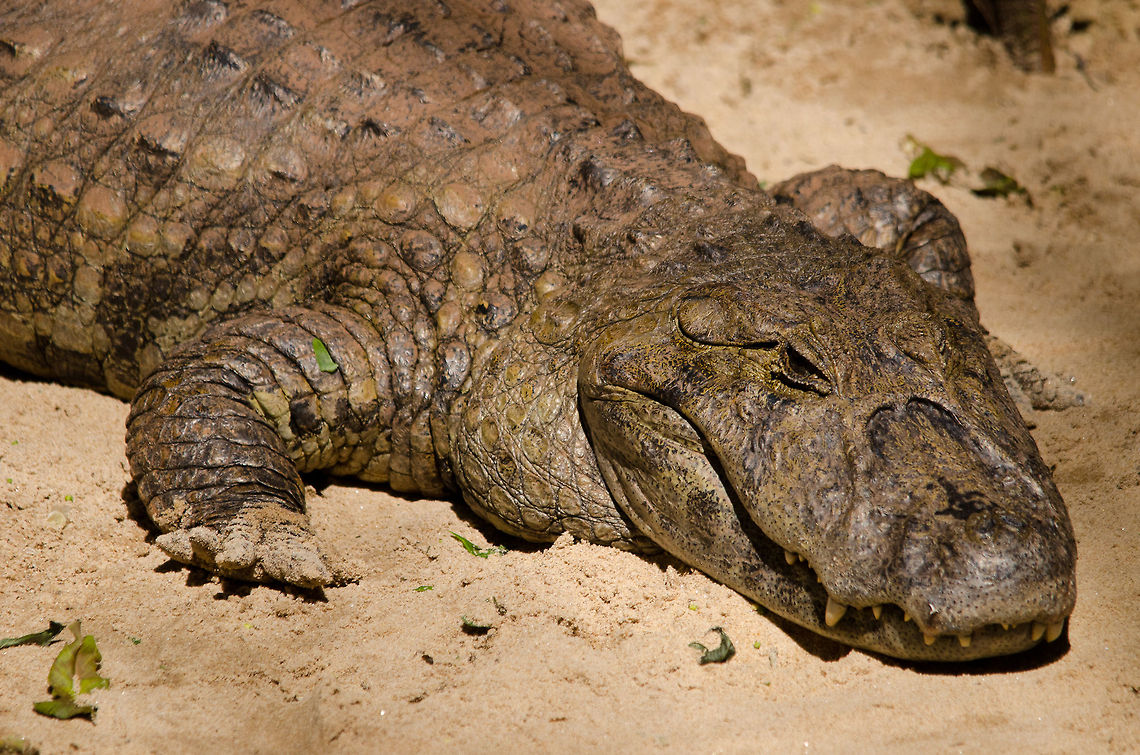 Broad-snouted caiman (Caiman latirostris)  Cayman, any photographer's favorite subject for being so steady. I was tempted to say this is a crocodile because of it's broad snout, but further research learned this is a caiman, a broad-snouted one. Confusing :) Brazil,Broad-snouted caiman,Caiman,Caiman latirostris,Parque Das Aves,Reptiles