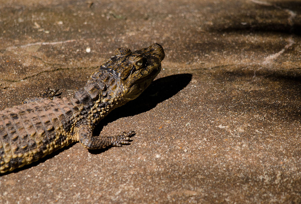 Baby caiman So cute. Captured in the bird park &quot;Parque Das Aves&quot; in Brazil. Later on we found and held(!) a wild one in the Amazone. Baby,Brazil,Caiman,Parque Das Aves,Reptiles