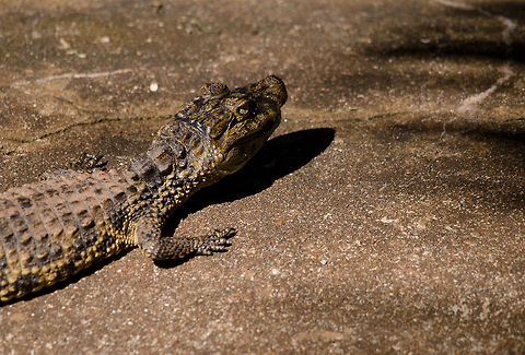 Baby caiman So cute. Captured in the bird park "Parque Das Aves" in Brazil. Later on we found and held(!) a wild one in the Amazone. Baby,Brazil,Caiman,Parque Das Aves,Reptiles