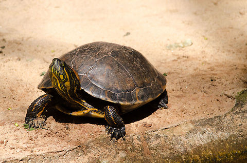 Slider turtle Inches away from a large caiman, this Slider turtle is absorbing the heat of the sun. Brazil,Parque Das Aves,Red-eared slider,Reptiles,Slider Turtle,Trachemys Scripta Elegans,Trachemys scripta elegans,Trachemys scripta scripta,Turtle,Yellow-bellied Slider