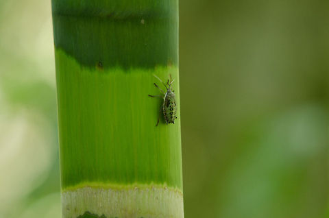 Green Stink Bug holds onto bamboo A Green Stink Bug I came across whilst walking the Parque Das Aves aviary in Brazil. Acrosternum hilare,Brazil,Green Stink Bug,Green stink bug,Insects,Parque Das Aves