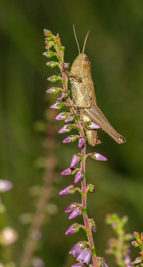 Female Chrysochraon dispar in Heesch, Netherlands I am far from sure about this identification. I used this refernece:<br />
<a href="http://nl.wikipedia.org/wiki/Gouden_sprinkhaan#mediaviewer/File:Chrysochraon.dispar.female.jpg" rel="nofollow">http://nl.wikipedia.org/wiki/Gouden_sprinkhaan#mediaviewer/File:Chrysochraon.dispar.female.jpg</a><br />
<br />
What I noticed most about this spotting is how large and fat this one is, far bigger from what I usually spot in this area. Chrysochraon dispar,Europe,Heesch,Macro,Netherlands