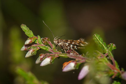 Aristotelia ericinella, Heesch, the Netherlands  Aristotelia ericinella,Europe,Geotagged,Heesch,Macro,Netherlands,The Netherlands