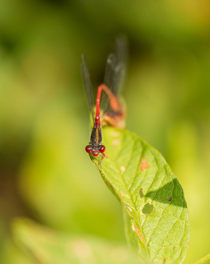 Top view of two small red damselflies mating A narrow scientific definition of a species is based on the ability to reproduce. For example, all dogs, no matter how different they look, can reproduce, as they are all the same single species. In the world of damselflies, reproduction happens by the famous locking method, which creates a heart-like shape when viewed from the side. However, for the many damselfly species to not confuse who to reproduce with, each damselfly species has a unique "lock", that will only fit members of the same species and opposite sex. Ceriagrion tenellum,Europe,Heesch,Macro,Netherlands,Small red damselfly