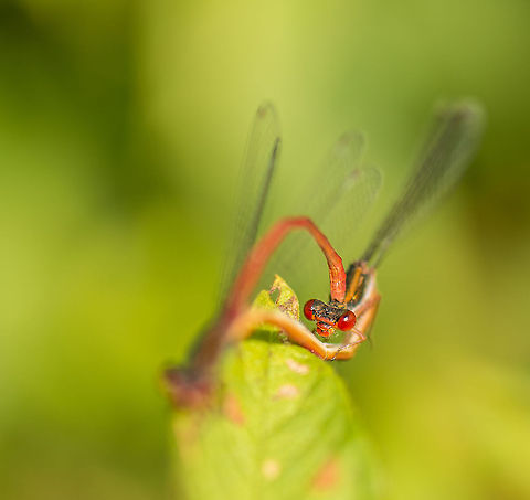 Small red damselflies mating I'm basing this identification on the golden brown abdomen. If I'm correct, this "coral damselfy" is a nice find, as it is a relatively new species in the Netherlands, slowly becoming more common from the south. In this scene, two of them are mating, with a focus on the bottom one. Ceriagrion tenellum,Europe,Heesch,Macro,Netherlands,Small red damselfly
