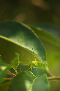 Elegant Speckled bush-cricket I was tracking something else entirely in my view finder when this katydid enter the scene, appearing from behind a leaf. Unlike their normal jumpy behavior, this one was very calm and graceful. Europe,Geotagged,Heesch,Leptophyes punctatissima,Macro,Netherlands,Speckled bush-cricket,The Netherlands