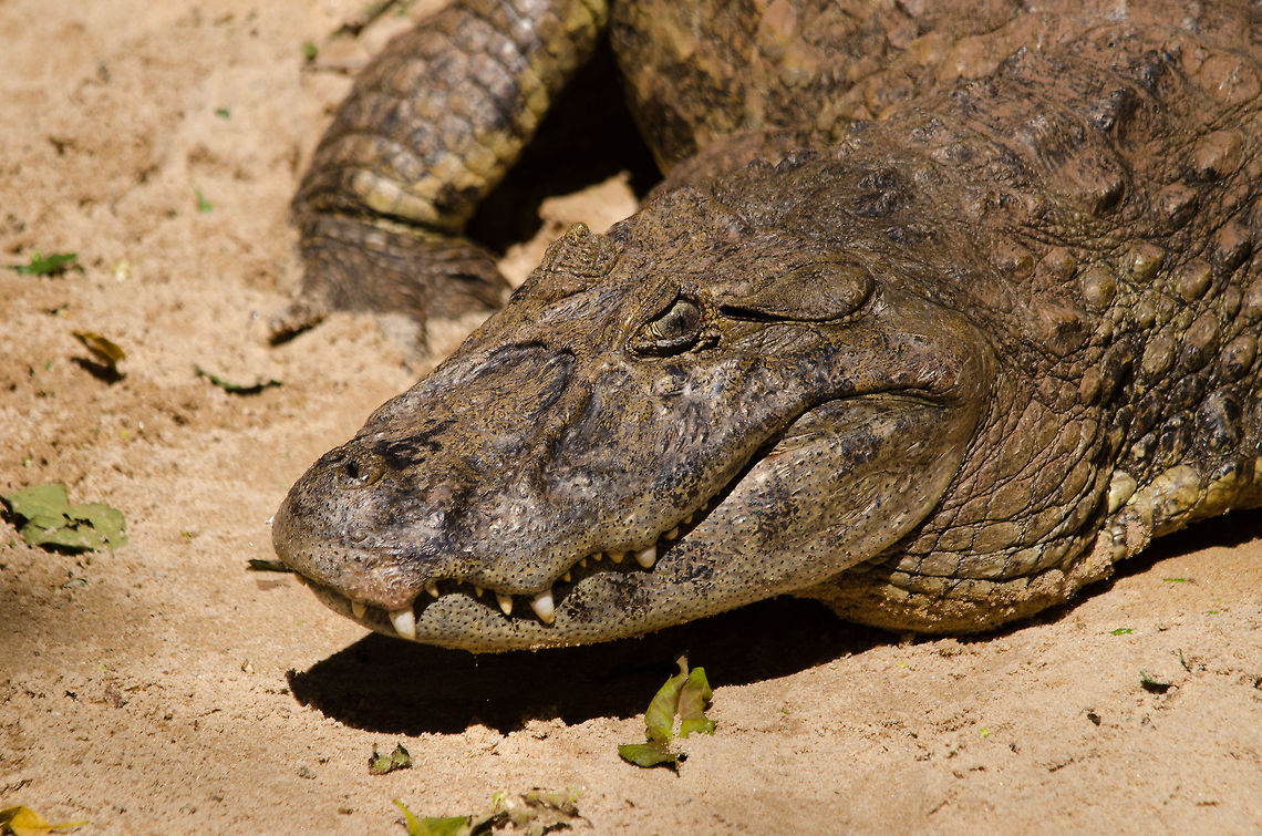 Broad-snouted caiman (Caiman latirostris)  Broad-snouted caiman in Parque Das Aves, Brazil. Brazil,Broad-snouted caiman,Caiman,Caiman latirostris,Parque Das Aves,Reptiles