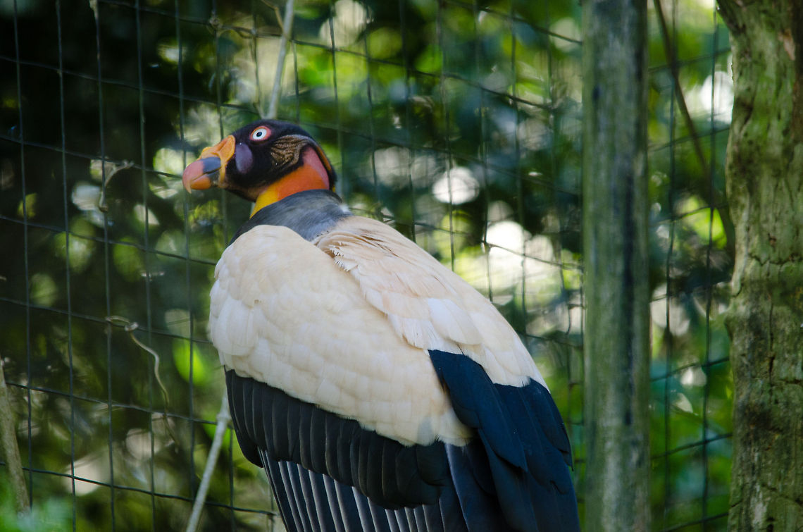 King vulture Captured in Parque Das Aves. Birds,Brazil,King Vulture,Parque Das Aves,Sarcoramphus papa,Vulture