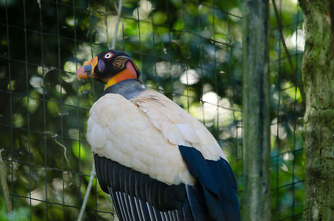King vulture Captured in Parque Das Aves. Birds,Brazil,King Vulture,Parque Das Aves,Sarcoramphus papa,Vulture