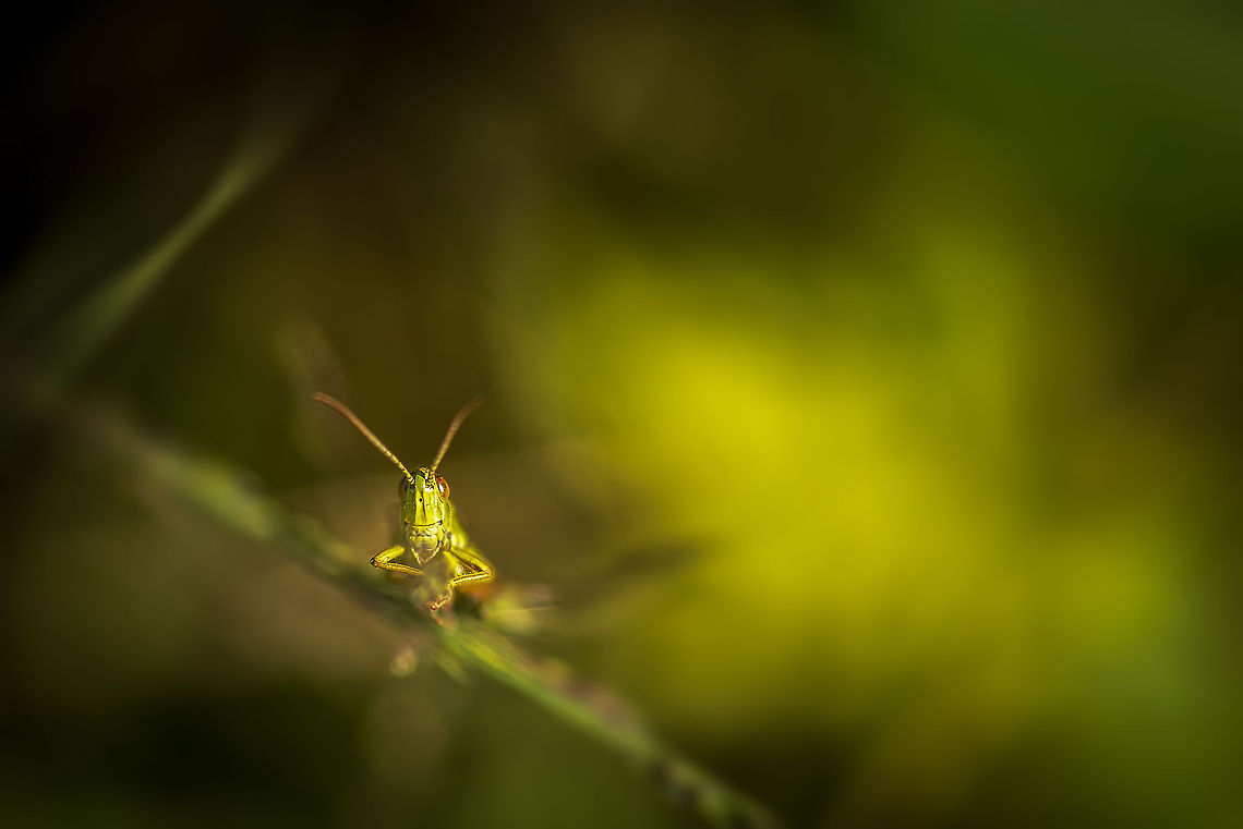 The Great Climb Top view of a grasshopper climbing towards me on a leaf of grass. Chorthippus albomarginatus,Europe,Geotagged,Heesch,Lesser marsh grasshopper,Macro,Netherlands,The Netherlands