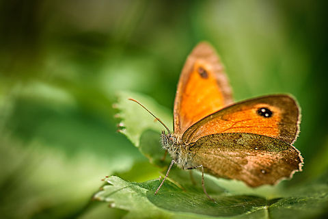 Side view closeup of Gaterkeeper butterfly, Heesch, Netherlands  Europe,Gatekeeper,Geotagged,Heesch,Macro,Netherlands,Pyronia tithonus,The Netherlands