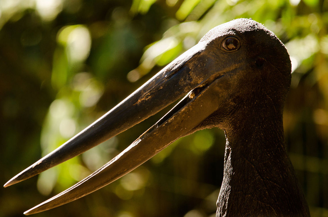 Jabiru (Jabiru mycteria) enormous beak Closeup of the gigantic beak of a Jabiru in Parque Das Aves. Birds,Brazil,Jabiru,Jabiru mycteria,Parque Das Aves,Stork