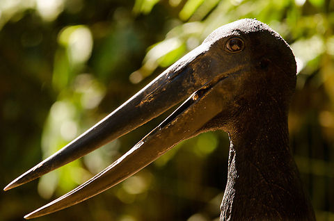 Jabiru (Jabiru mycteria) enormous beak Closeup of the gigantic beak of a Jabiru in Parque Das Aves. Birds,Brazil,Jabiru,Jabiru mycteria,Parque Das Aves,Stork