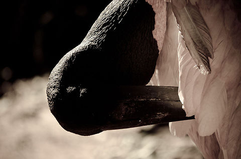 Jabiru cleaning feathers Using its enormous tool for some maintenance. Birds,Brazil,Jabiru,Jabiru mycteria,Parque Das Aves,Stork