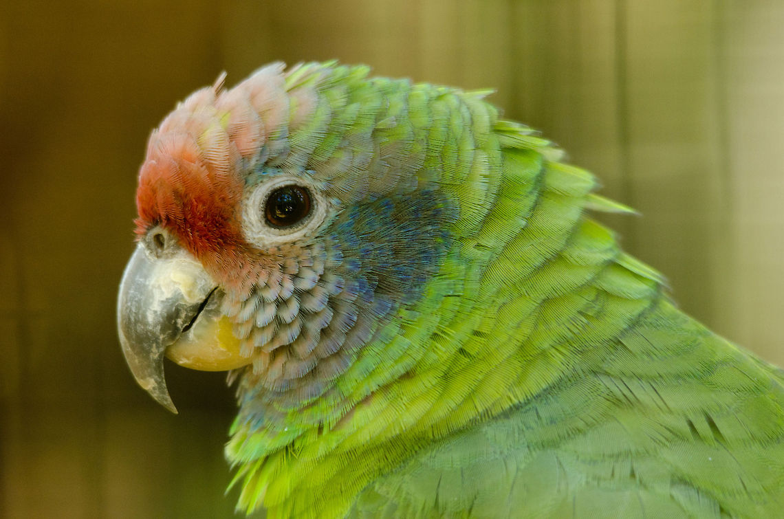 Red-tailed Amazon (Amazona brasiliensis) A gorgeous little mini parrot that is in a vulnerable state due to habitat loss and illegal animal trading.  Amazona brasiliensis,Amazons,Brazil,Parque Das Aves,Parrots,Red-tailed Amazon