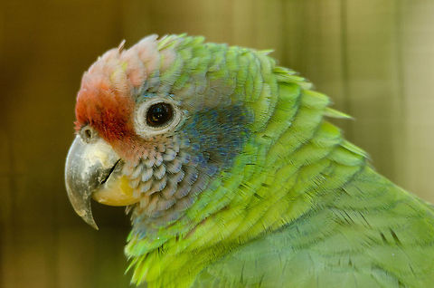 Red-tailed Amazon (Amazona brasiliensis) A gorgeous little mini parrot that is in a vulnerable state due to habitat loss and illegal animal trading.  Amazona brasiliensis,Amazons,Brazil,Parque Das Aves,Parrots,Red-tailed Amazon