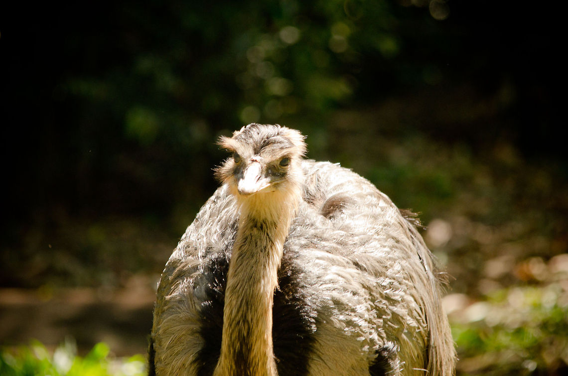 Greater Rhea (Rhea americana) Front view of a Rhea in the Parque Das Aves aviary in Brazil. Brazil,Greater Rhea,Parque Das Aves,Rhea americana