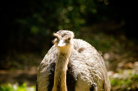 Greater Rhea (Rhea americana) Front view of a Rhea in the Parque Das Aves aviary in Brazil. Brazil,Greater Rhea,Parque Das Aves,Rhea americana