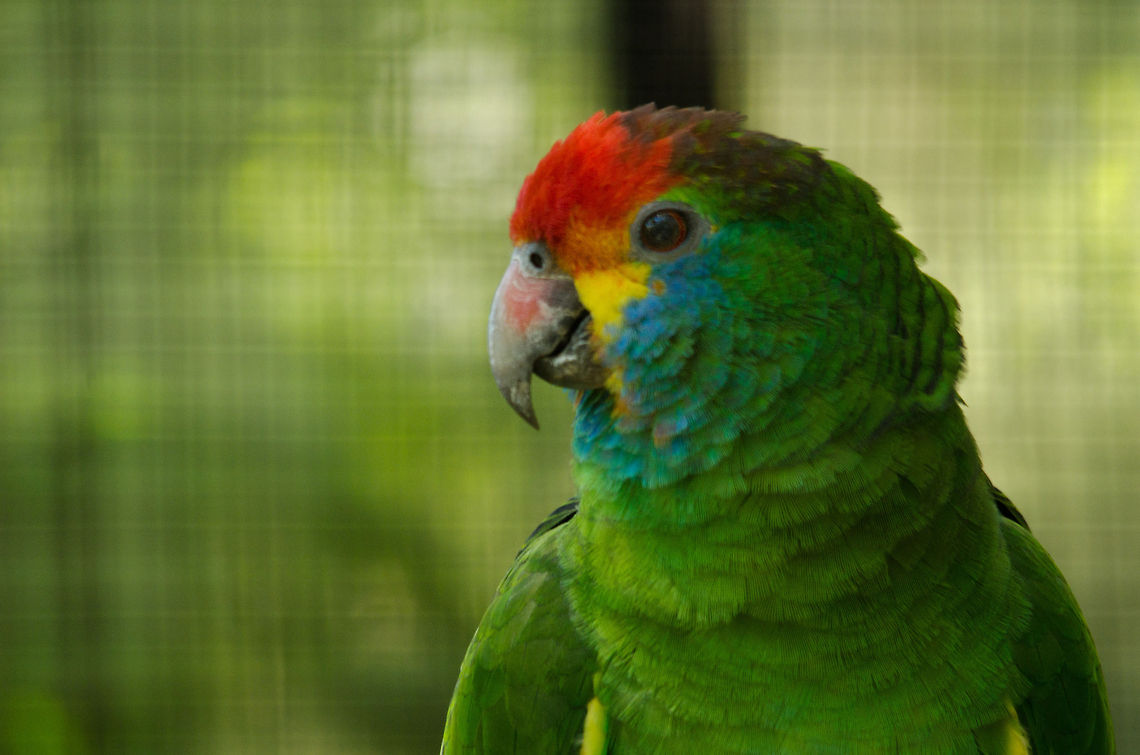 Red-browed Amazon (Amazona rhodocorytha) Another gorgeous small parrot that is unfortunately endangered due to animal trafficking. Sorry that the photo is so unsharp. Amazona rhodocorytha,Amazons,Birds,Brazil,Parque Das Aves,Parrots,Red-browed Amazon