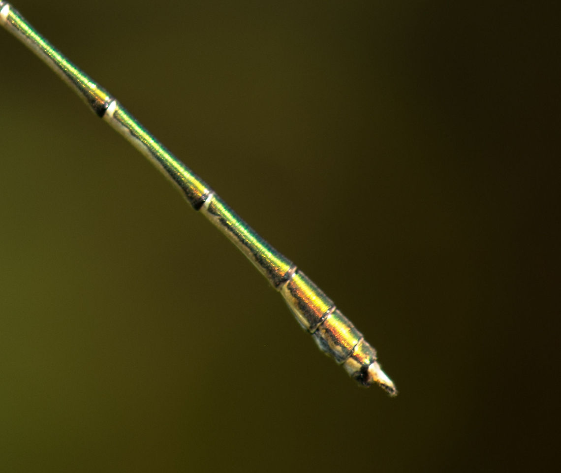 Willow Emerald closeup of tail Not in the quality that I was aiming for, but I hope you at least like the idea. Chalcolestes viridis,Europe,Geotagged,Heesch,Macro,Netherlands,The Netherlands,Willow Emerald Damselfly