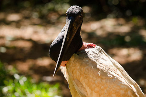 Jabiru (Jabiru mycteria) Eye contact with a Jabiru, with its impressive beak and neck. Brazil,Jabiru,Jabiru mycteria,Parque Das Aves,Stork