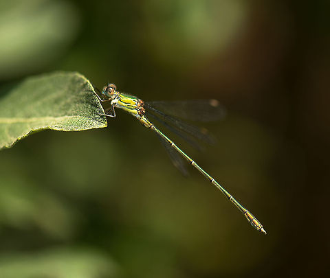 Willow Emerald side view A small, but beautiful and shiny damselfly, that carries the name "emerald" for a reason. I emphasized its bling factor by lowering the exposure and increasing whites during post processing.

Closeup (separate shot):
http://www.jungledragon.com/image/22451/closeup_of_willow_emerald_heesch_netherlands.html
Crop of tail:

http://www.jungledragon.com/image/22448/willow_emerald_closeup_of_tail.html Chalcolestes viridis,Europe,Geotagged,Heesch,Macro,Netherlands,The Netherlands,Willow Emerald Damselfly