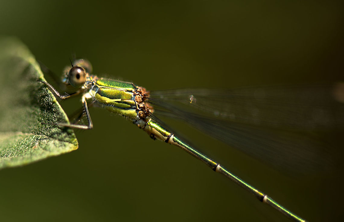 Closeup of Willow Emerald, Heesch, Netherlands  Chalcolestes viridis,Europe,Geotagged,Heesch,Macro,Netherlands,The Netherlands,Willow Emerald Damselfly