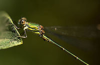 Closeup of Willow Emerald, Heesch, Netherlands  Chalcolestes viridis,Europe,Geotagged,Heesch,Macro,Netherlands,The Netherlands,Willow Emerald Damselfly