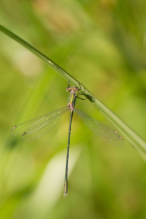 Grass jewel A Willow Emerald Damselfly hanging on to a leaf of grass in the full sun. It is difficult by hand to get such a delicate body entirely into focus with the wind not helping, so this one is selected from about 20 attempts. Chalcolestes viridis,Europe,Geotagged,Heesch,Macro,Netherlands,The Netherlands,Willow Emerald Damselfly