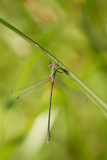 Grass jewel A Willow Emerald Damselfly hanging on to a leaf of grass in the full sun. It is difficult by hand to get such a delicate body entirely into focus with the wind not helping, so this one is selected from about 20 attempts. Chalcolestes viridis,Europe,Geotagged,Heesch,Macro,Netherlands,The Netherlands,Willow Emerald Damselfly