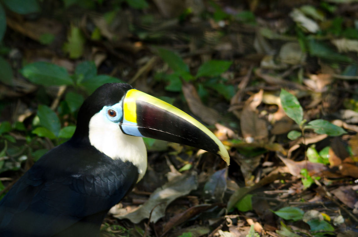 Channel-billed Toucan (Ramphastos vitellinus) Curious and very approache Channel-billed Toucan in the Parque Das Aves aviary in Brazil. Birds,Brazil,Channel-billed Toucan,Parque Das Aves,Ramphastos vitellinus,Toucan