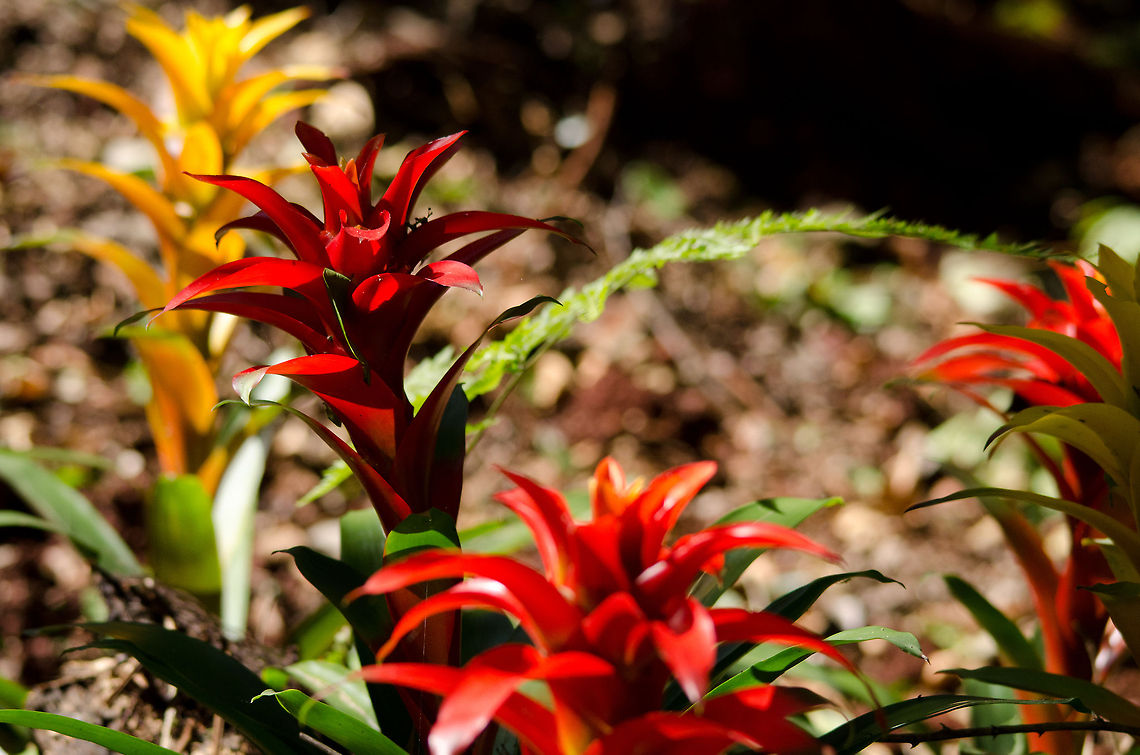 Jungle Flowers I have no idea what kind of flower this is, but I like their bright colors. Brazil,Flowers,Guzmania lingulata,Parque Das Aves