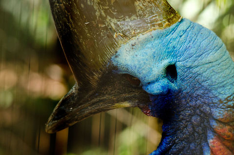 Southern Cassowary (Casuarius casuarius) Sideview closeup shot of the head of a Southern Cassowary, one of the oddest animals I have ever seen. Brazil,Cassowary,Casuarius casuarius,Parque Das Aves,Southern Cassowary