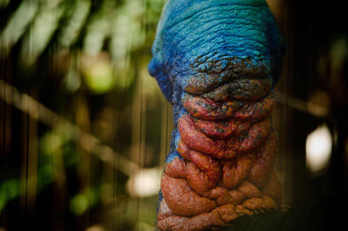 Southern Cassowary alien neck The odd and scary neck of a Southern Cassowary, the 2nd largest bird on the planet. Brazil,Cassowary,Casuarius casuarius,Parque Das Aves,Southern Cassowary