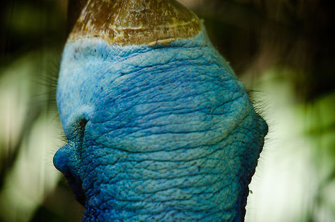Southern Cassowary neck and horn A neck shot of the Southern Cassowary, with its strange deep blue color and dinosaur-like horn. Brazil,Cassowary,Casuarius casuarius,Parque Das Aves,Southern Cassowary