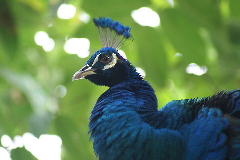 Peacock in the trees A common bird, but still stunning in its beauty. Spotted this one in the Kuala Lumpur bird park. Birds,Geotagged,Indian Peacock,Malaysia,Pavo cristatus,Peacock,Phasianidae
